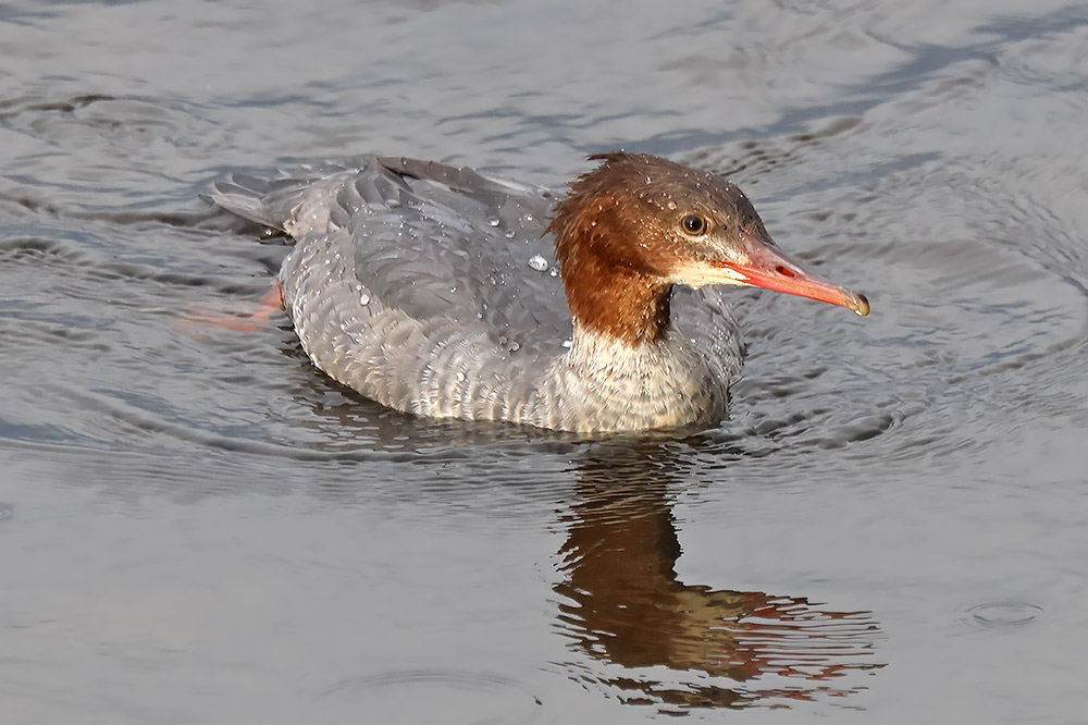Goosander